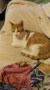 Benji (3)
